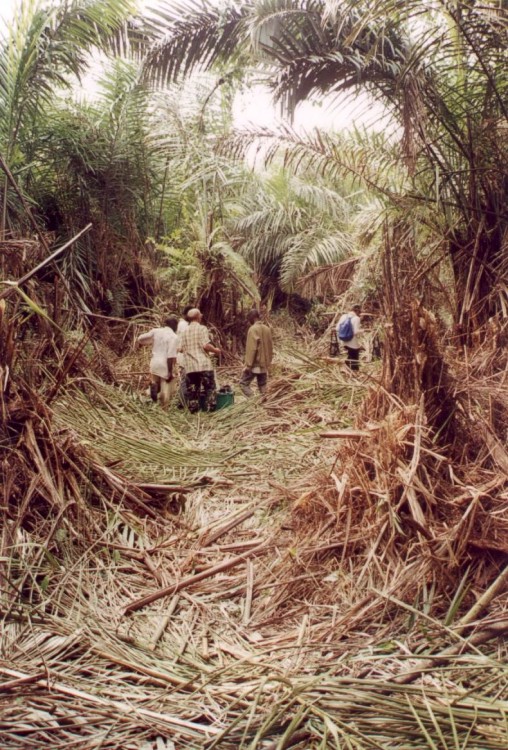 Congo - Brazzaville, la forêt vierge de pluie