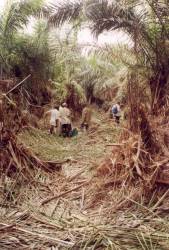 Congo - Brazzaville, rain forest