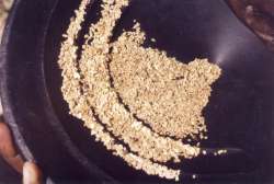 Large-grained alluvial gold (the Sira placer)